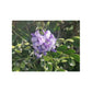 Purple Texas Mountain Laurel | Satin Posters (210gsm)