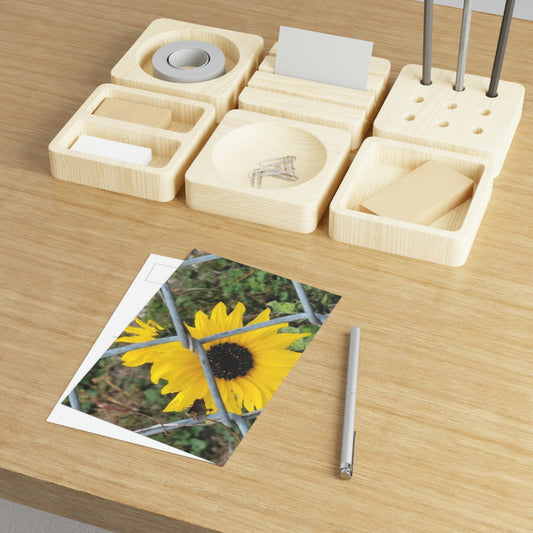 Sunflower Behind A Fence Fine Art Postcards