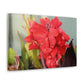 Red Canna | High Bloom Collection | Wall Art Print | Life By Ortavia