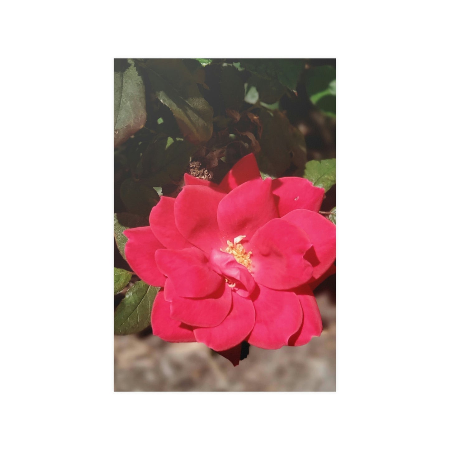 Knockout | Satin Posters (210gsm) | High Bloom Collection | Life By Ortavia