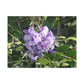 Purple Texas Mountain Laurel | Wall Art Canvas