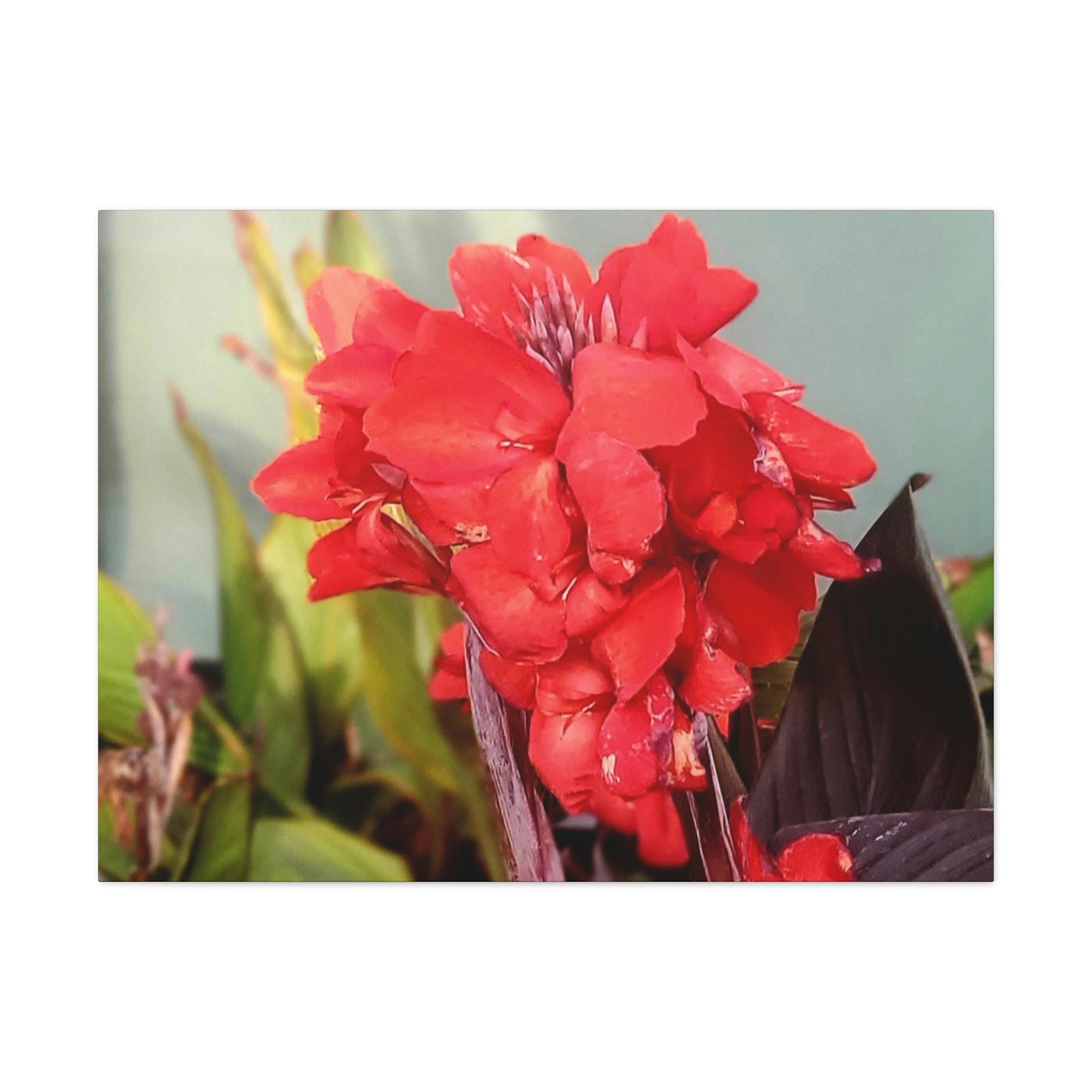 Red Canna | High Bloom Collection | Wall Art Print | Life By Ortavia