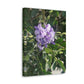Purple Texas Mountain Laurel | Wall Art Canvas