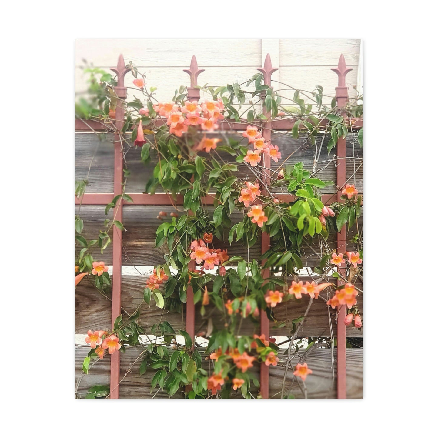 Flowers On A Rugged Fence | Wall Art Canvas | High Bloom Collection | Life By Ortavia