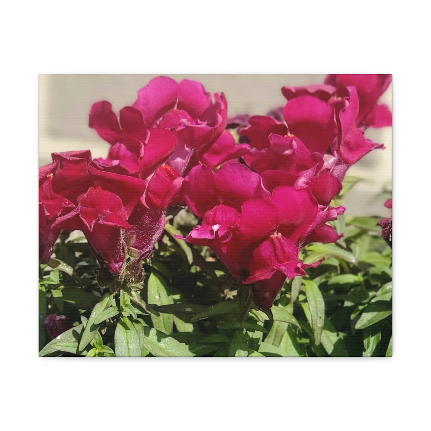Magenta Snapdragon | Wall Art Canvas | High Bloom Collection | Life By Ortavia