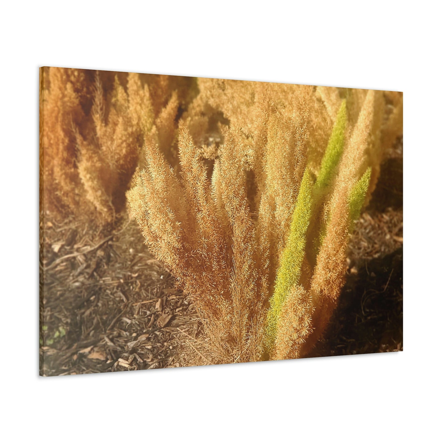 Golden Foxtail Fern | Wall Art Canvas | High Bloom Collection | Life By Ortavia