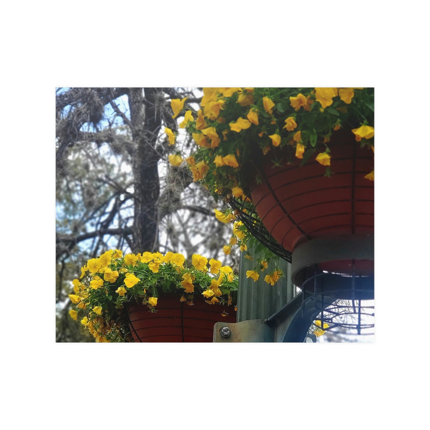 Yellow Pansies Downtown | Satin Posters (210gsm) | High Bloom Collection | Life By Ortavia