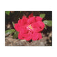 Knockout | Wall Art Print | High Bloom Collection | Life By Ortavia