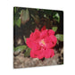 Knockout | Wall Art Print | High Bloom Collection | Life By Ortavia