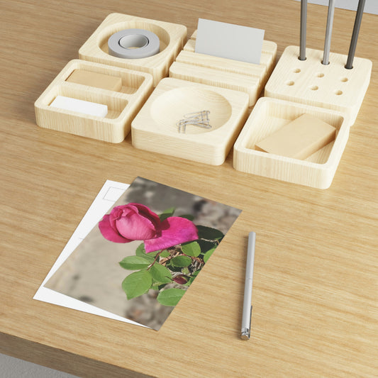Dear Pink Rosa | Fine Art Postcards | 6'' x 4'' and 7'' x 5'' | High Bloom Collection | Life By Ortavia