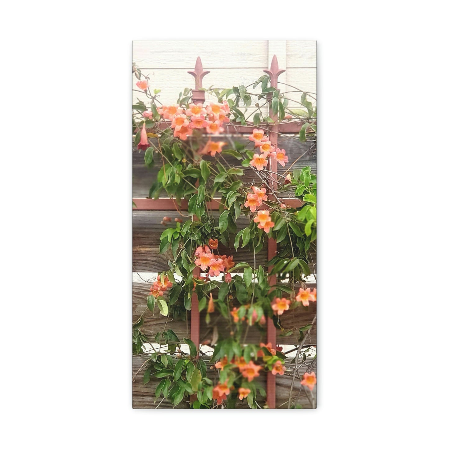 Flowers On A Rugged Fence | Wall Art Canvas | High Bloom Collection | Life By Ortavia