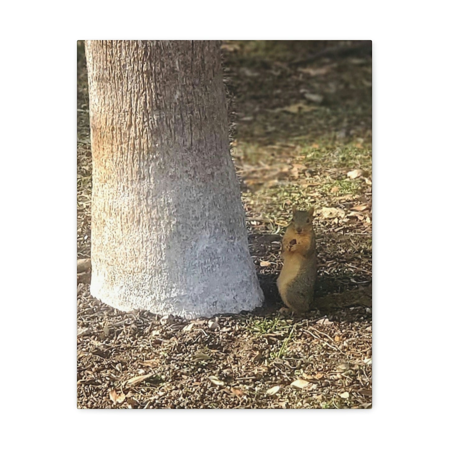 Squirrel and A Nut | Wall Art Print | Urban Geographic Collection | Life By Ortavia