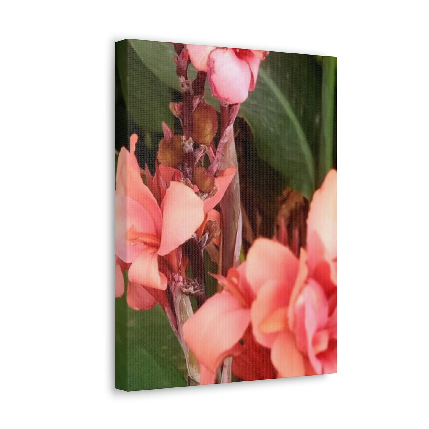 Art Prints & Wall Art, Canvas Gallery with Pink Canna Flower