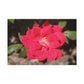 Knockout | Wall Art Print | High Bloom Collection | Life By Ortavia