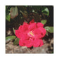 Knockout | Wall Art Print | High Bloom Collection | Life By Ortavia