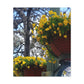 Yellow Pansies Downtown | Wall Art Canvas | High Bloom Collection | Life By Ortavia