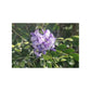 Purple Texas Mountain Laurel | Satin Posters (210gsm)