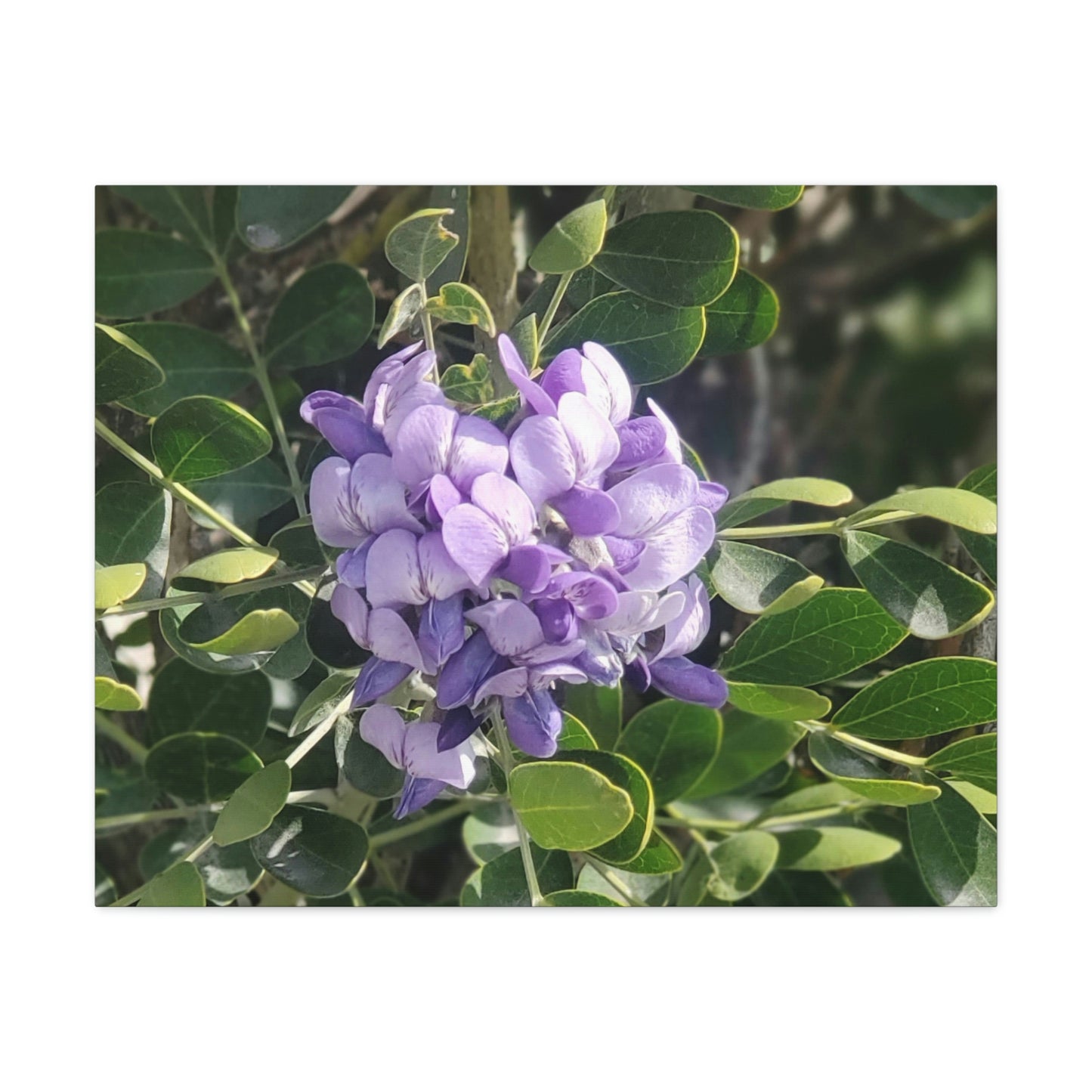 Purple Texas Mountain Laurel | Wall Art Canvas