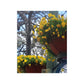 Yellow Pansies Downtown | Satin Posters (210gsm) | High Bloom Collection | Life By Ortavia