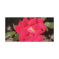Knockout | Wall Art Print | High Bloom Collection | Life By Ortavia