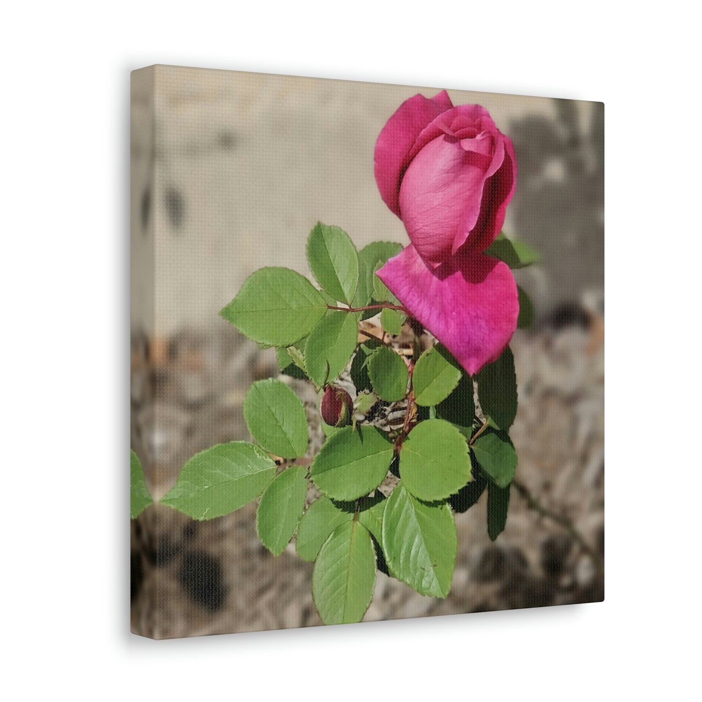 Dear Pink Rosa | High Bloom Collection | Canvas | Life By Ortavia