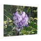 Purple Texas Mountain Laurel | Wall Art Canvas