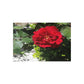 Europeana Red Rose Fine Art Postcards