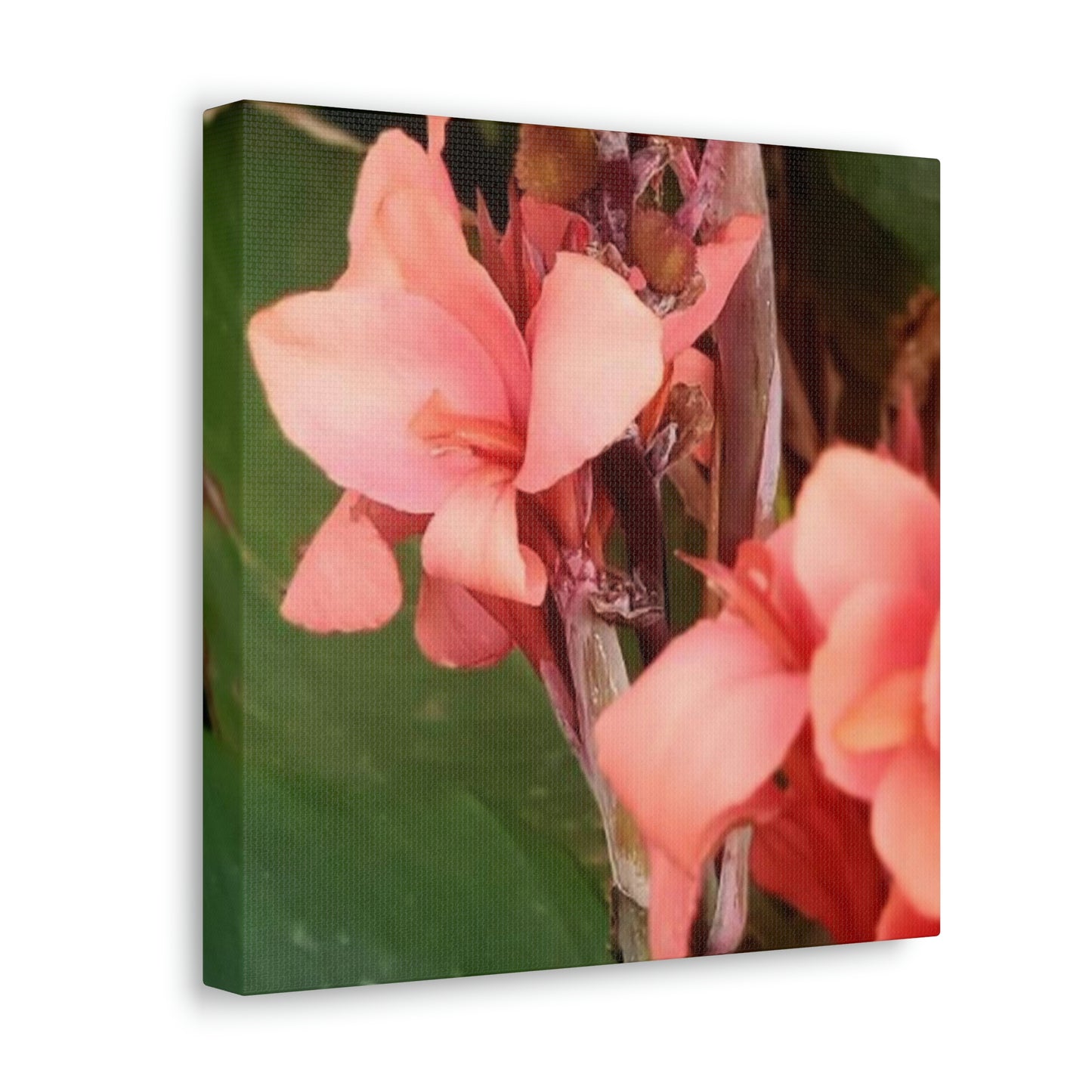 Art Prints & Wall Art, Canvas Gallery with Pink Canna Flower