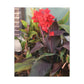 Red Canna | High Bloom Collection | Wall Art Print | Life By Ortavia