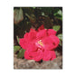 Knockout | Wall Art Print | High Bloom Collection | Life By Ortavia