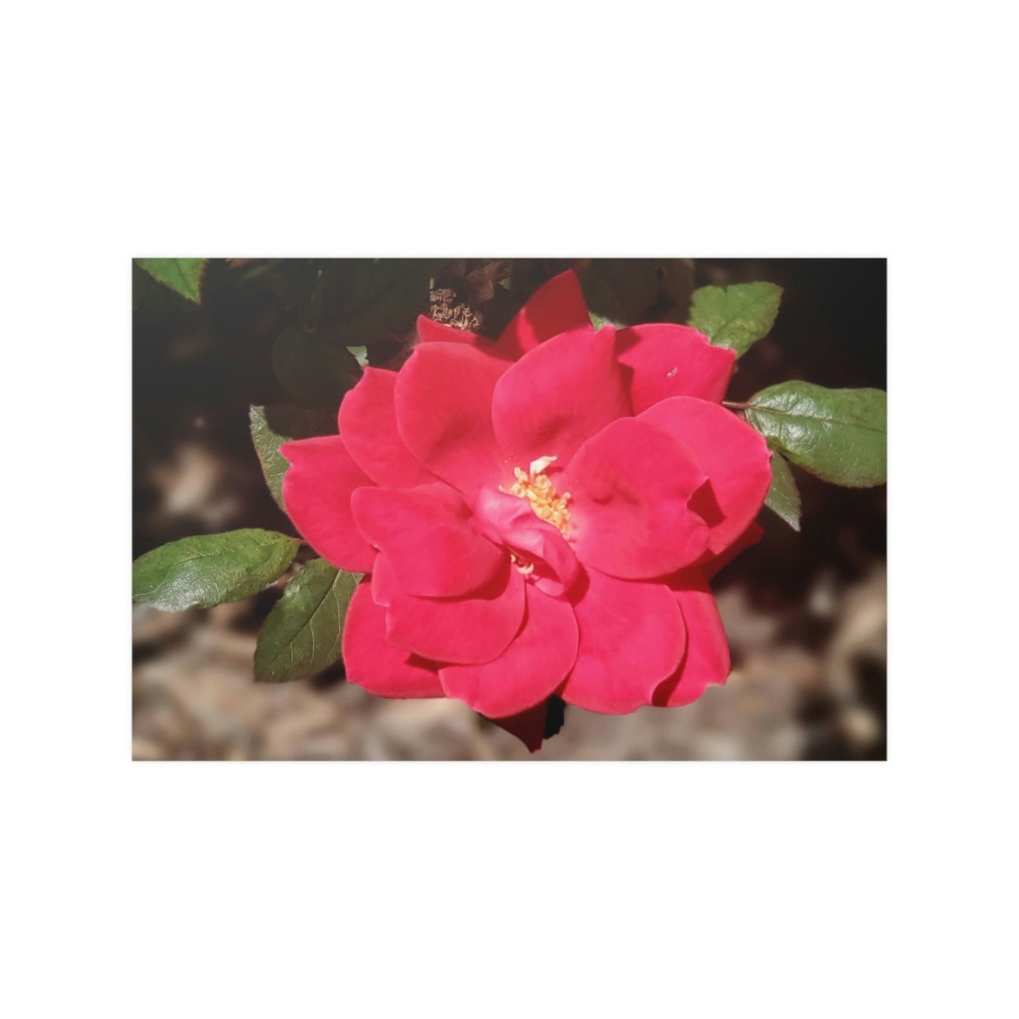Knockout | Satin Posters (210gsm) | High Bloom Collection | Life By Ortavia