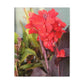 Red Canna | High Bloom Collection | Wall Art Print | Life By Ortavia