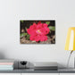 Knockout | Wall Art Print | High Bloom Collection | Life By Ortavia
