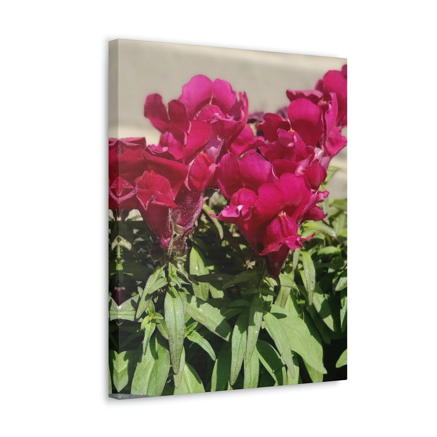 Magenta Snapdragon | Wall Art Canvas | High Bloom Collection | Life By Ortavia