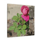 Dear Pink Rosa | High Bloom Collection | Canvas | Life By Ortavia