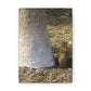 Squirrel and A Nut | Wall Art Print | Urban Geographic Collection | Life By Ortavia