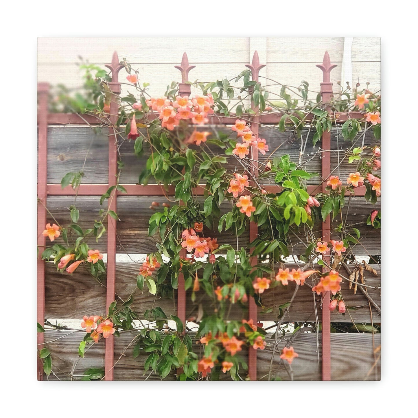 Flowers On A Rugged Fence | Wall Art Canvas | High Bloom Collection | Life By Ortavia