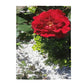 Cozy Velveteen Plush Throw Blanket with Europeana Red Rose Design 30x40 50x60 60x80