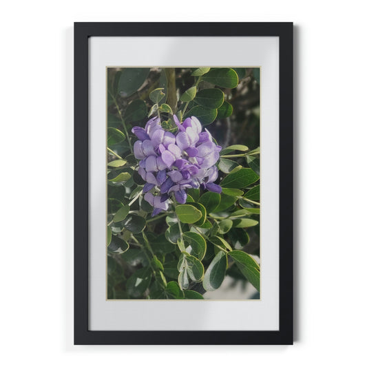 Framed Posters, Black