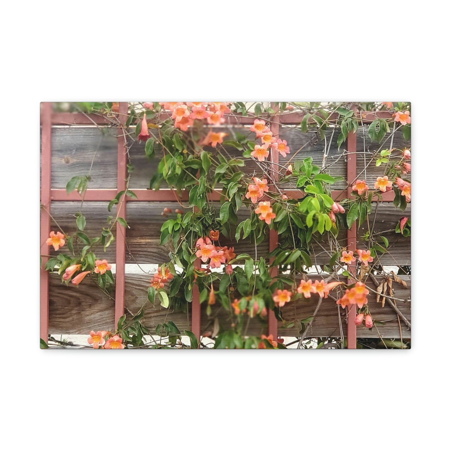 Flowers On A Rugged Fence | Wall Art Canvas | High Bloom Collection | Life By Ortavia