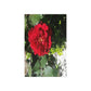 Europeana Red Rose Fine Art Postcards