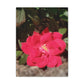 Knockout | Wall Art Print | High Bloom Collection | Life By Ortavia