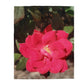 Knockout | Velveteen Plush Blanket | High Bloom Collection | Life By Ortavia