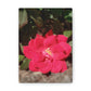 Knockout | Wall Art Print | High Bloom Collection | Life By Ortavia