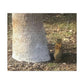 Squirrel and A Nut | Wall Art Print | Urban Geographic Collection | Life By Ortavia