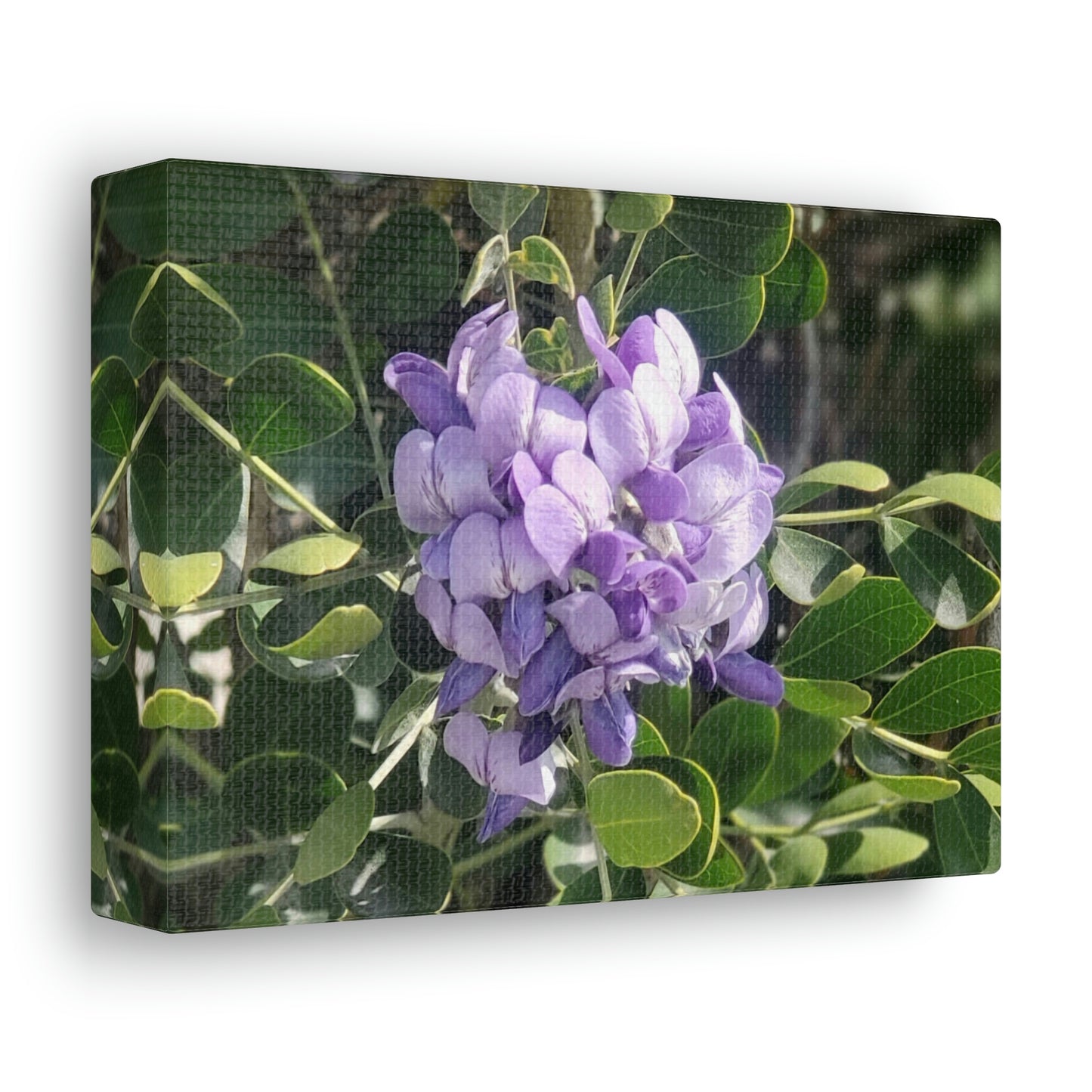 Purple Texas Mountain Laurel | Wall Art Canvas