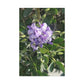 Purple Texas Mountain Laurel | Wall Art Canvas