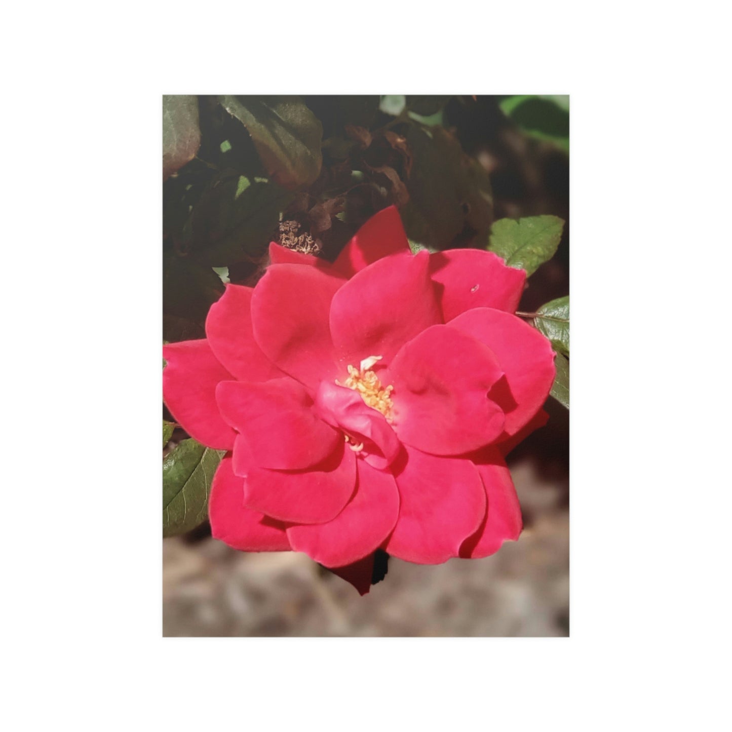 Knockout | Satin Posters (210gsm) | High Bloom Collection | Life By Ortavia