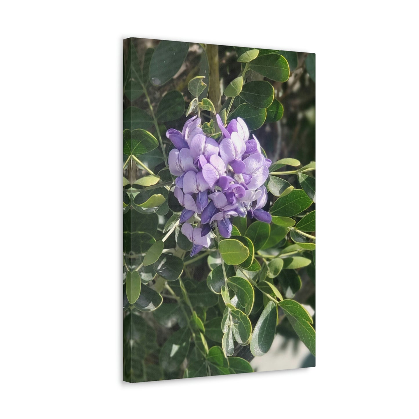 Purple Texas Mountain Laurel | Wall Art Canvas