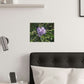Purple Texas Mountain Laurel | Satin Posters (210gsm)